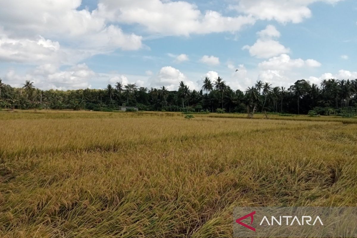 Bantul perpendek jarak tanam dengan panen untuk perluas tanam padi