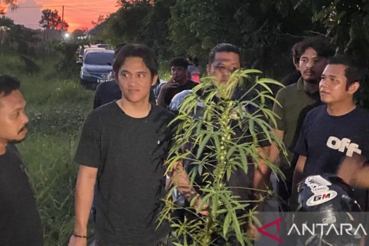 Polisi uji ratusan batang tanaman mirip ganja di Pekanbaru
