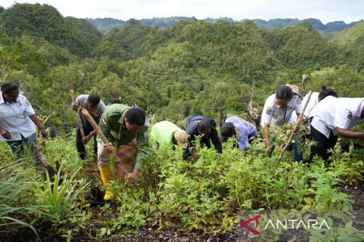 PBD kembangkan budi daya kacang tanah di Maybrat