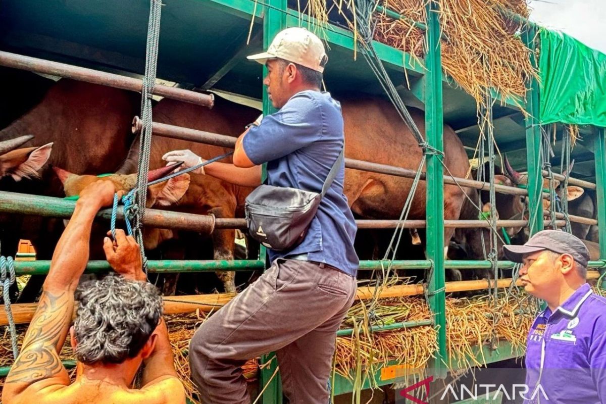 Gubernur NTB kerahkan tiga dinas atasi antrean sapi di Pelabuhan Gili Mas