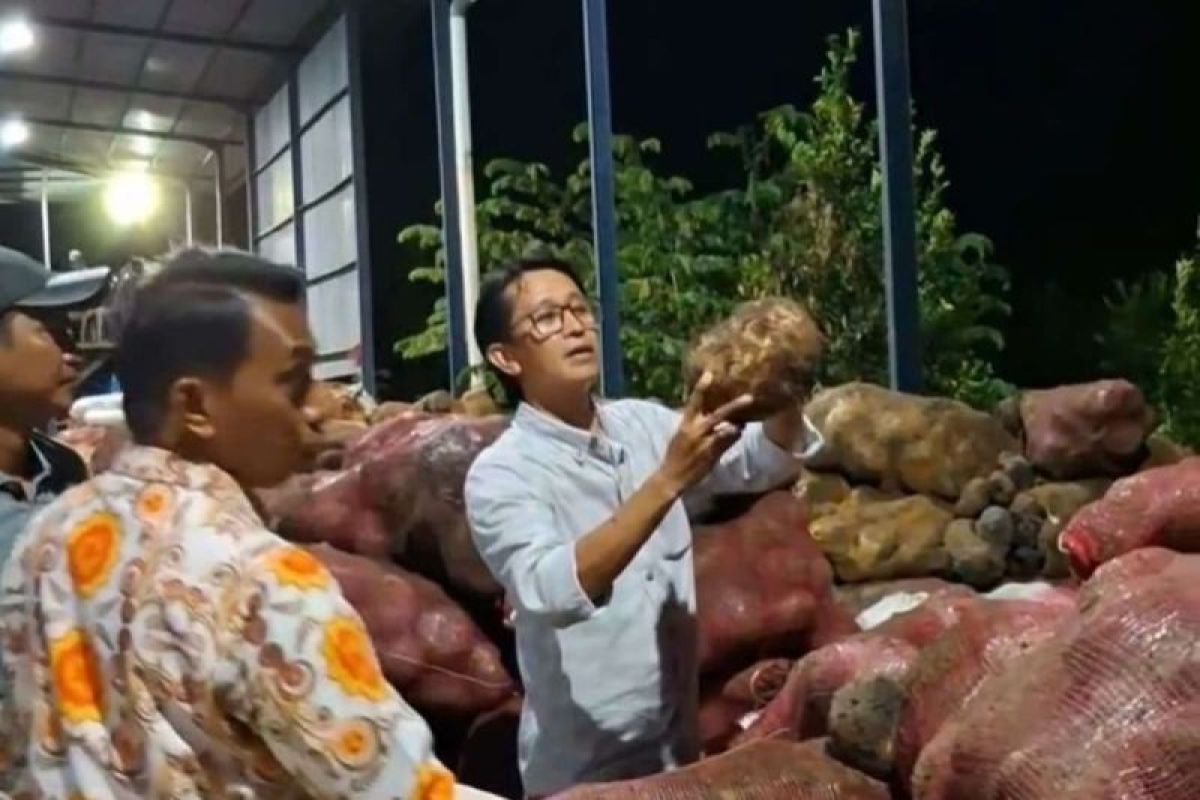 Porang jadi komoditas andalan baru di Kabupaten Sidrap