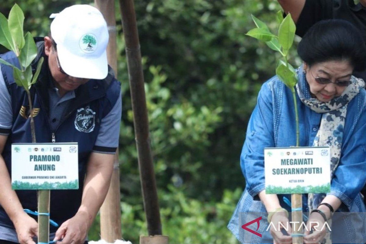 Pramono bersama Megawati tanam mangrove di Jakarta Utara