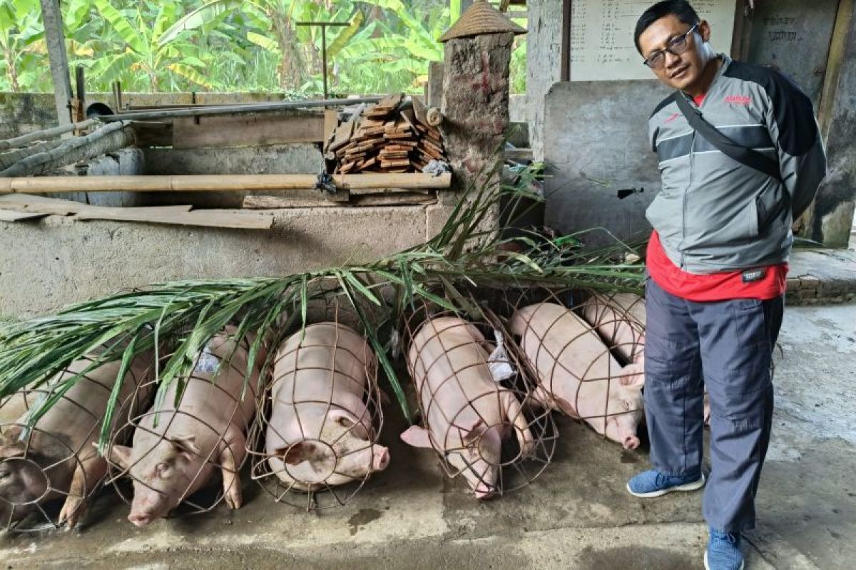 Badung periksa babi layak potong jelang Hari Raya Galungan