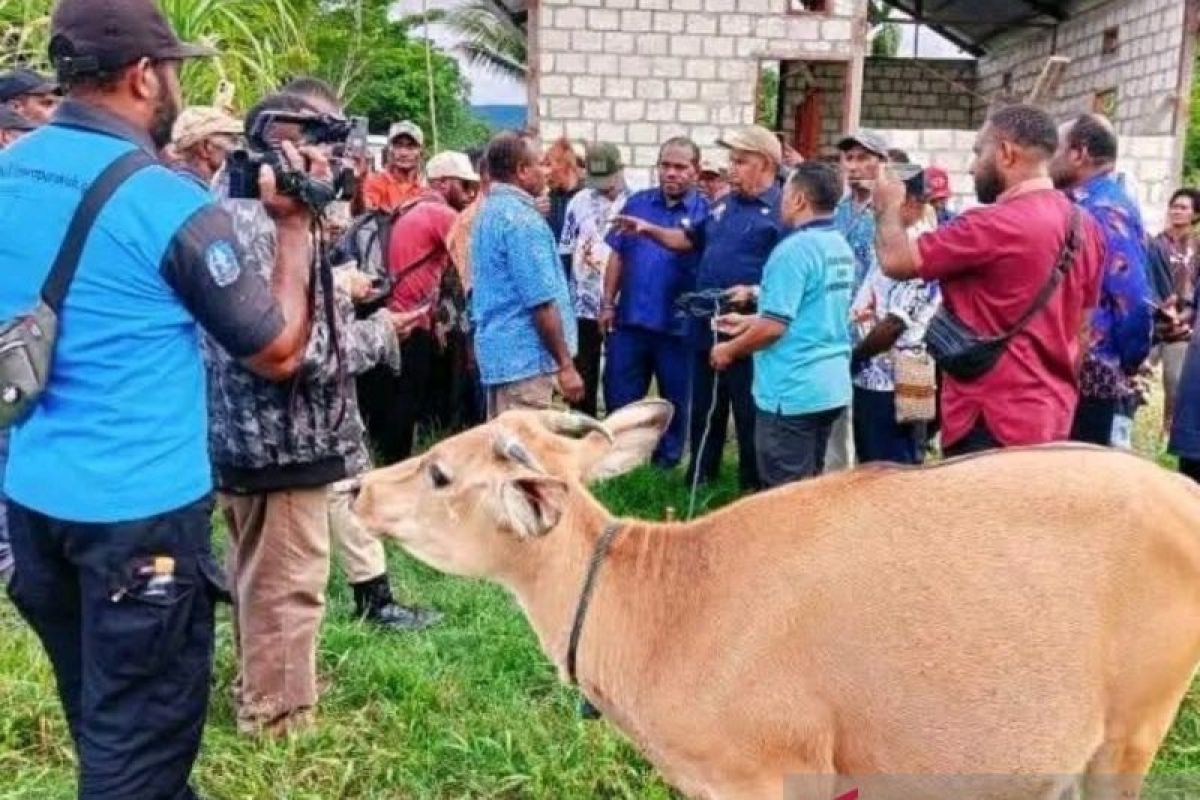 Pemkab serahkan bantuan ternak sapi berdayakan ekonomi lokal Jayapura