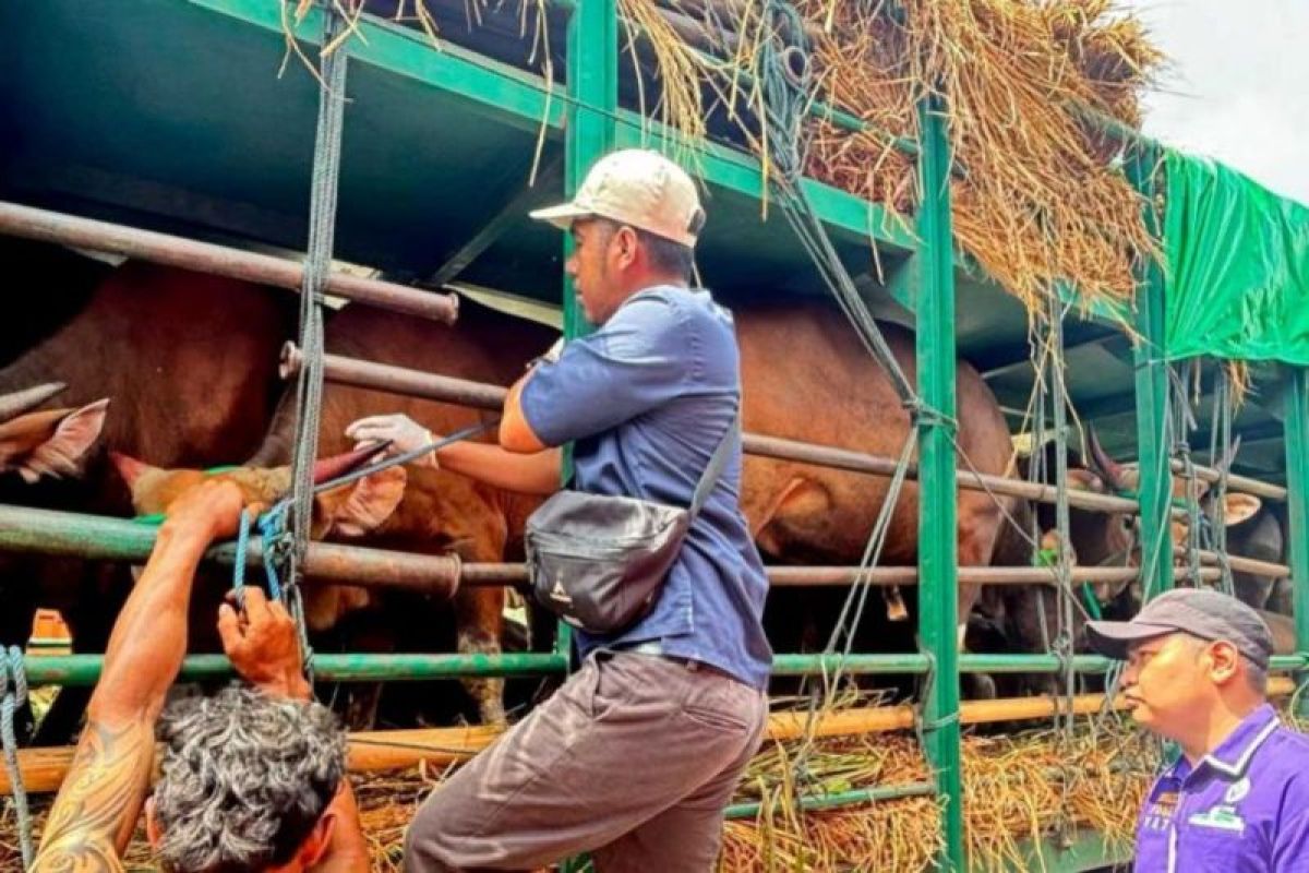 Balai Karantina perketat pengawasan lalu lintas sapi kurban di NTB