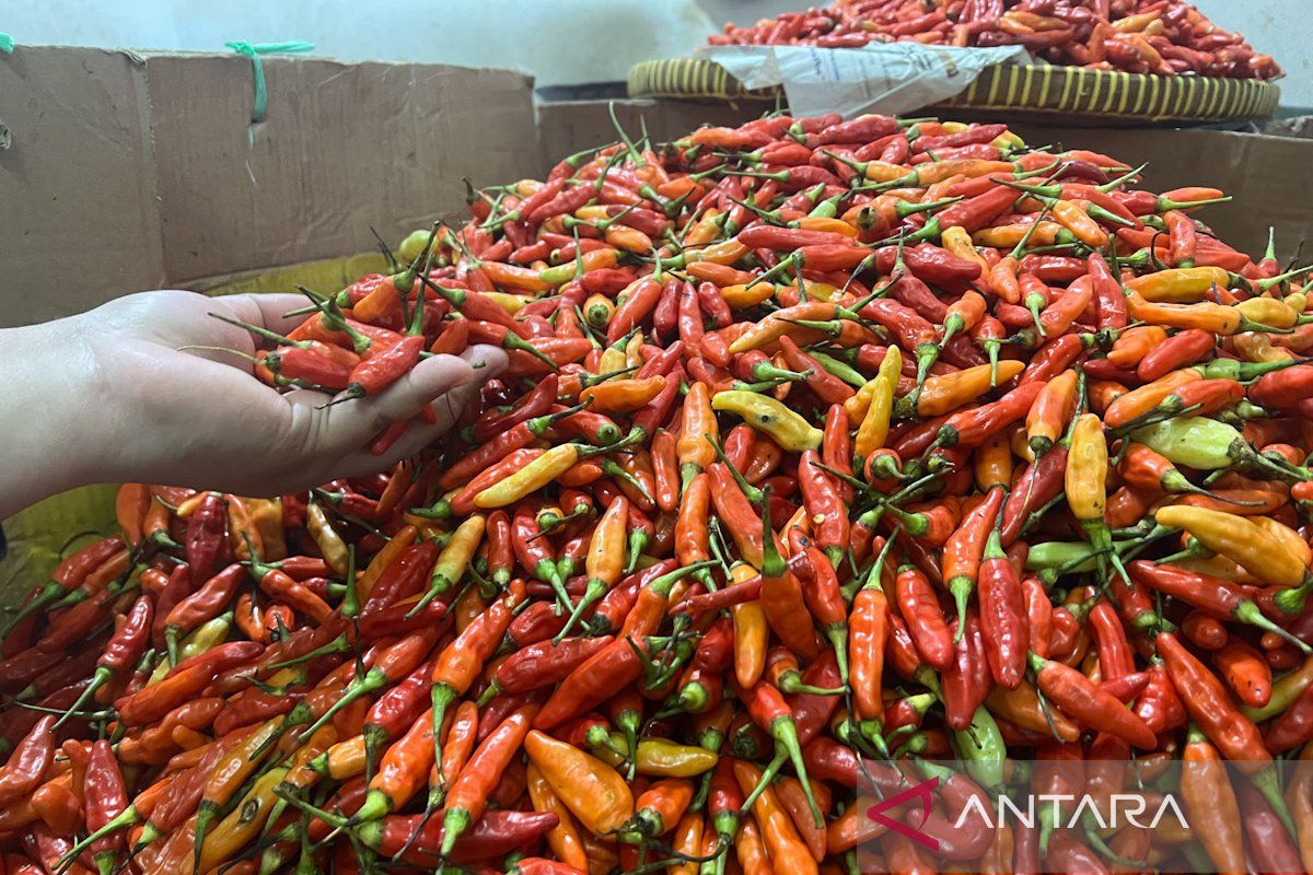 Harga pangan: bawang merah Rp43.148/kg, cabai rawit merah Rp80.379/kg