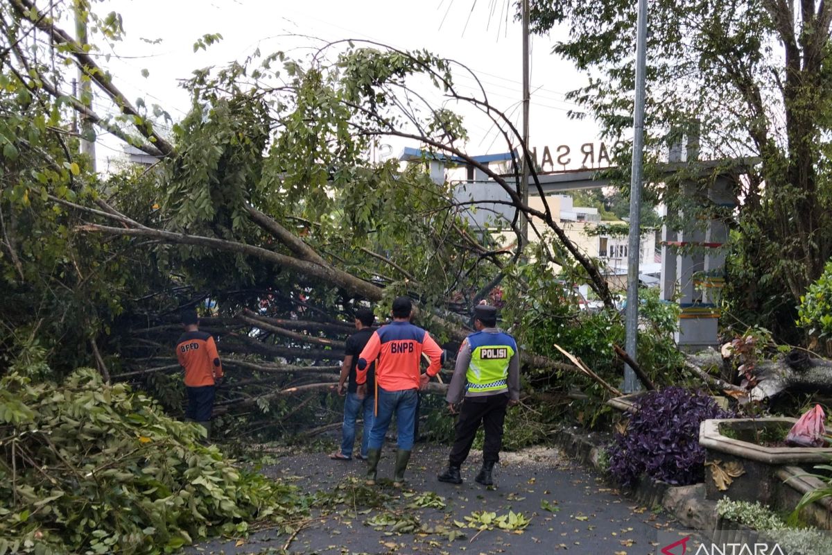 BPBD OKU Selatan evakuasi pohon tumbang di ruas jalan utama