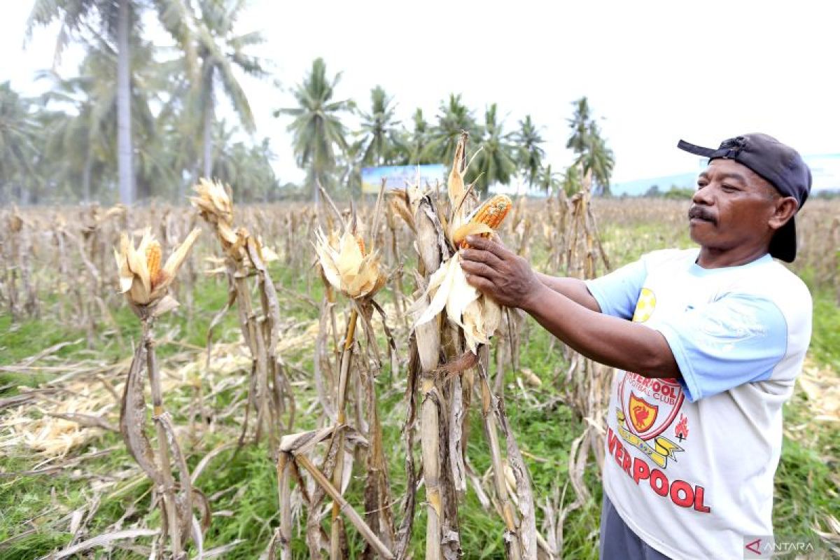 Pemprov Gorontalo bantu petani untuk keringkan jagung