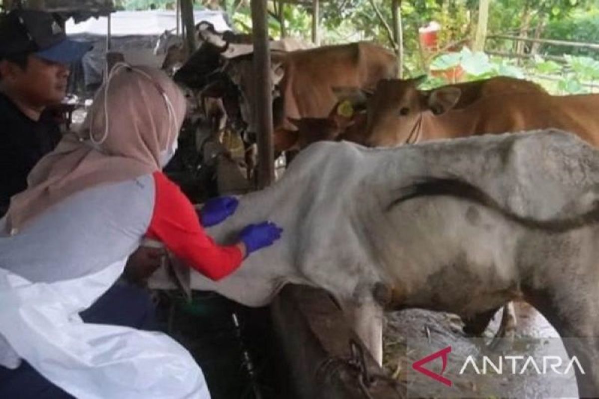 Babel masifkan vaksinasi guna cegah PMK hewan kurban