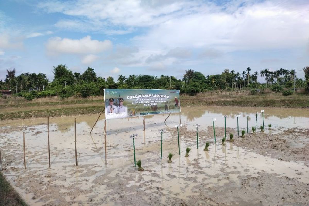 Mencetak dan menjaga sawah sebagai investasi masa depan
