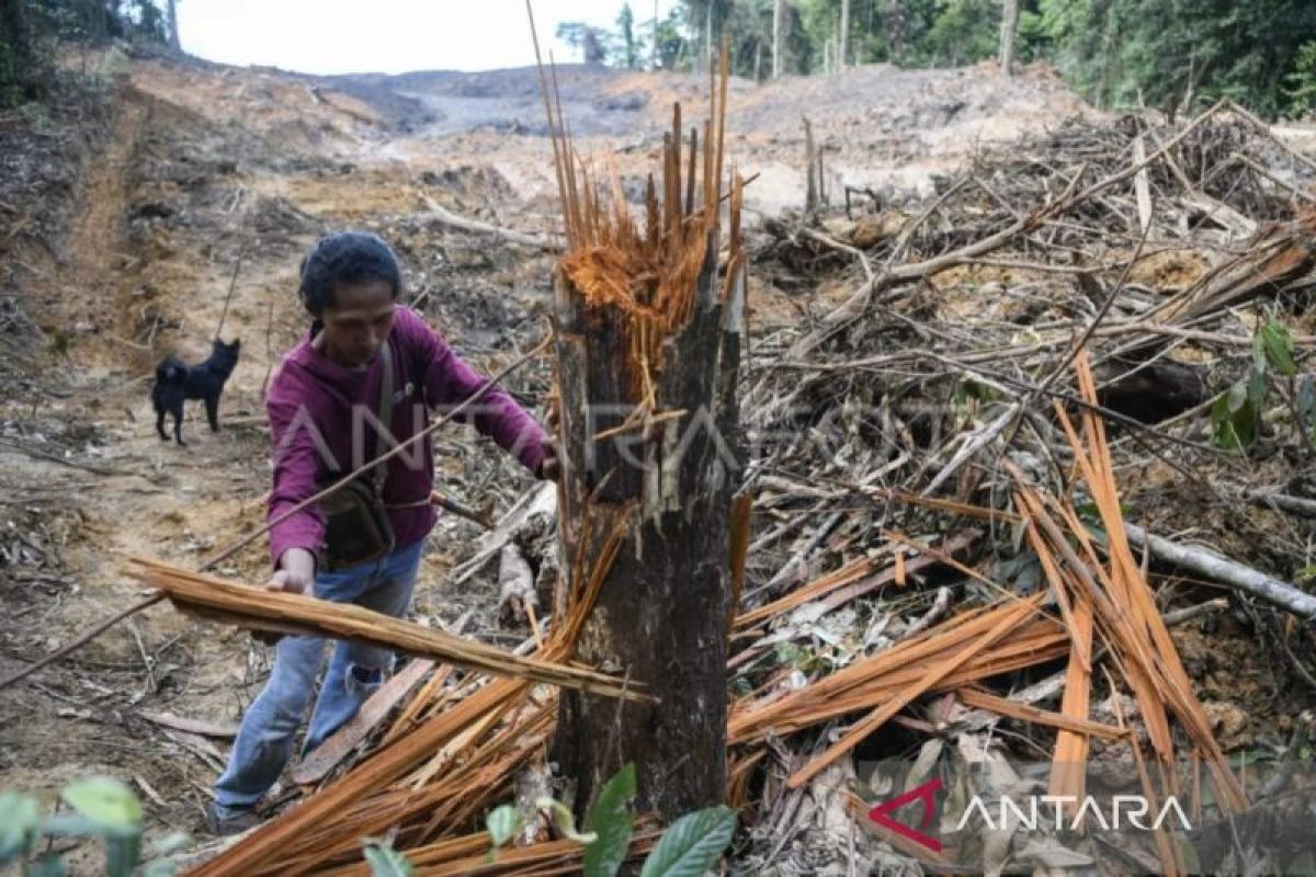 Dugaan tambang ilegal di KRUS  jadi perhatian Menhut