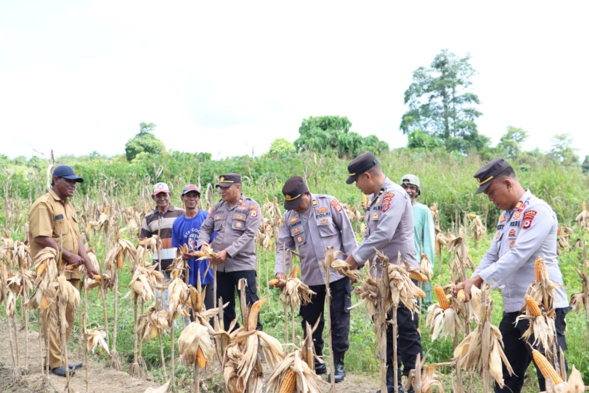 Polres SBT panen satu ton jagung dukung peningkatan ketahanan pangan