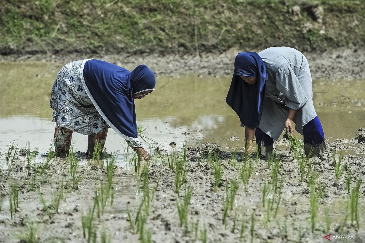 Membangun kemandirian pangan di tengah guncangan geopolitik