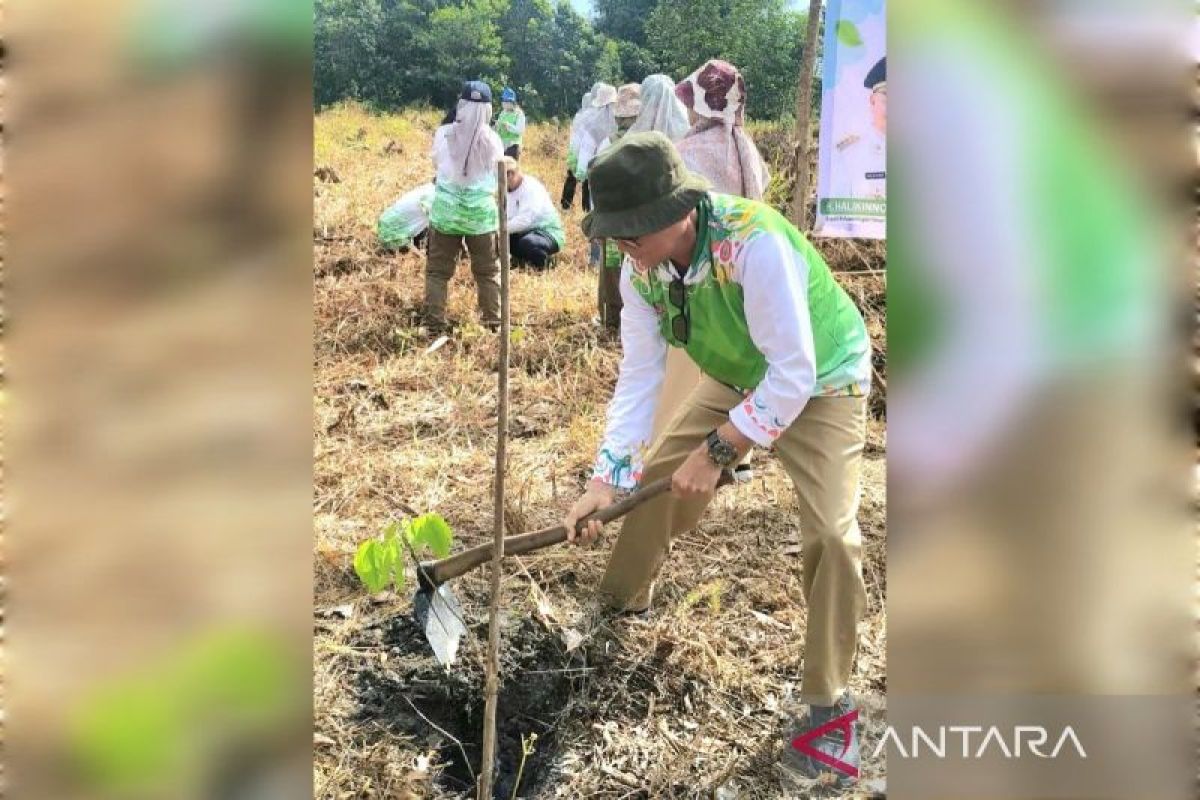 DLH Kotim gencar ajak masyarakat menanam pohon