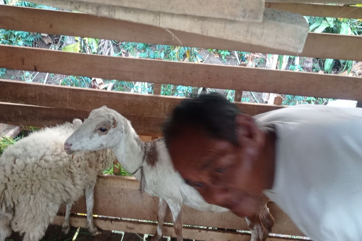 Jelang Idul Adha, Pemkab Lebak Banten awasi kesehatan hewan kurban