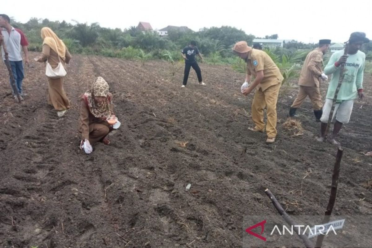 Pemkab Bangka Barat dorong BUMDes kembangkan kebun jagung