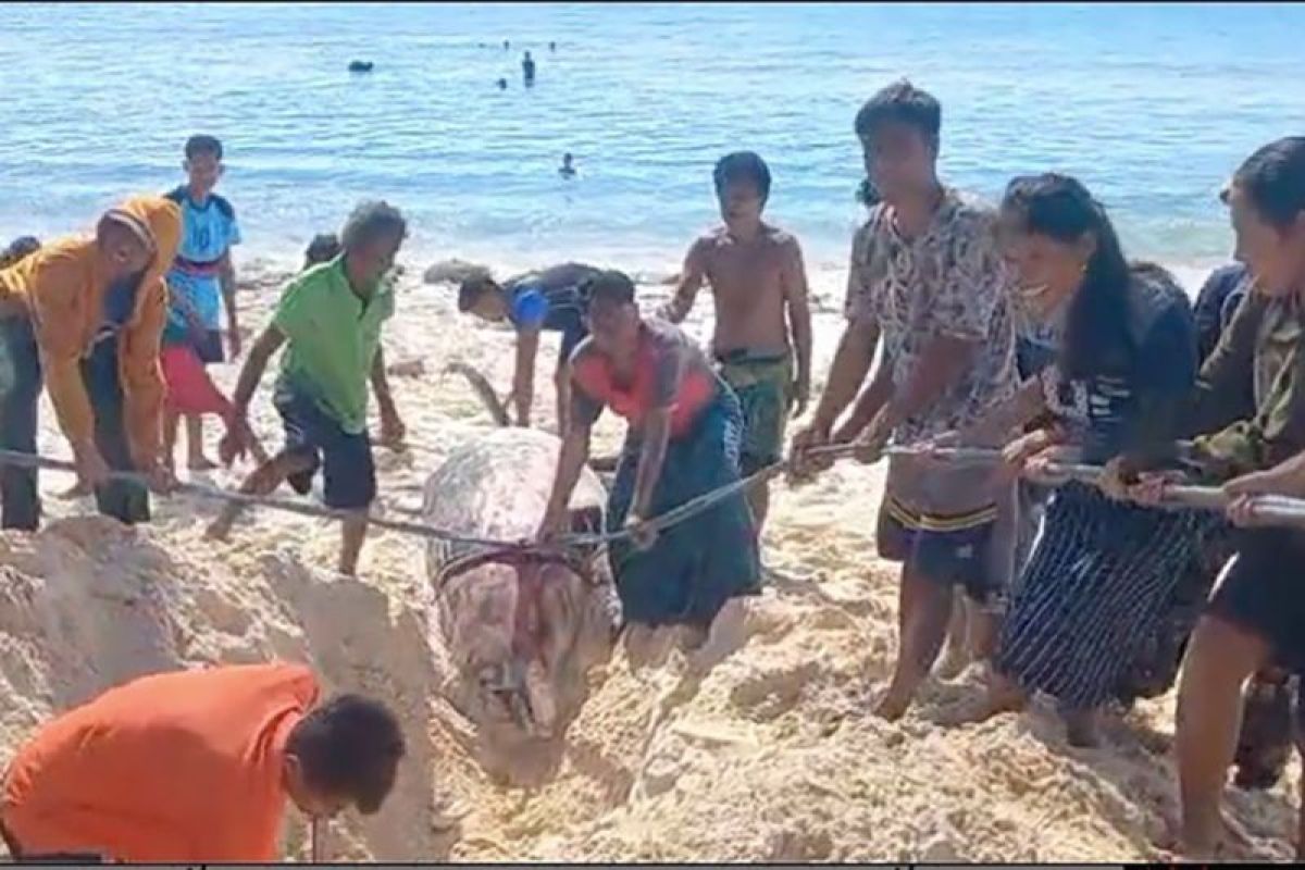 BKKPN melaporkan Paus Paruh Blainville terdampar di perairan Sabu Raijua