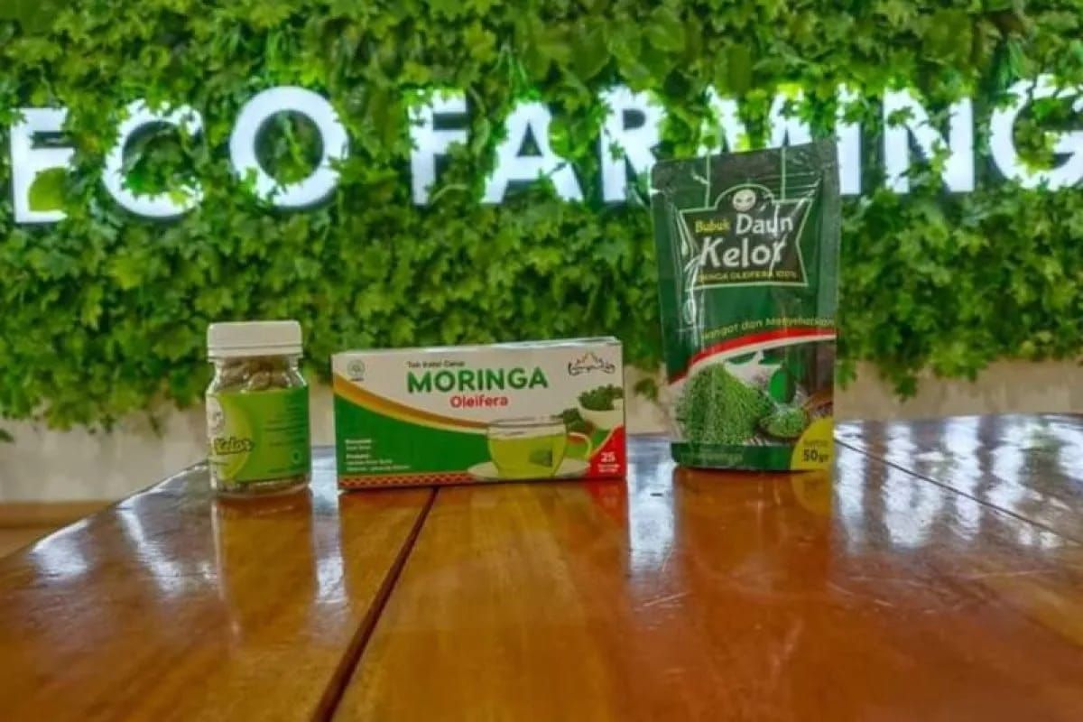 Produk daun kelor UMKM binaan BRI banyak manfaat dan khasiatnya