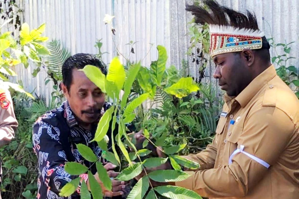 Kemenag Kaimana tanam ratusan pohon matoa untuk peringati Hari Bumi