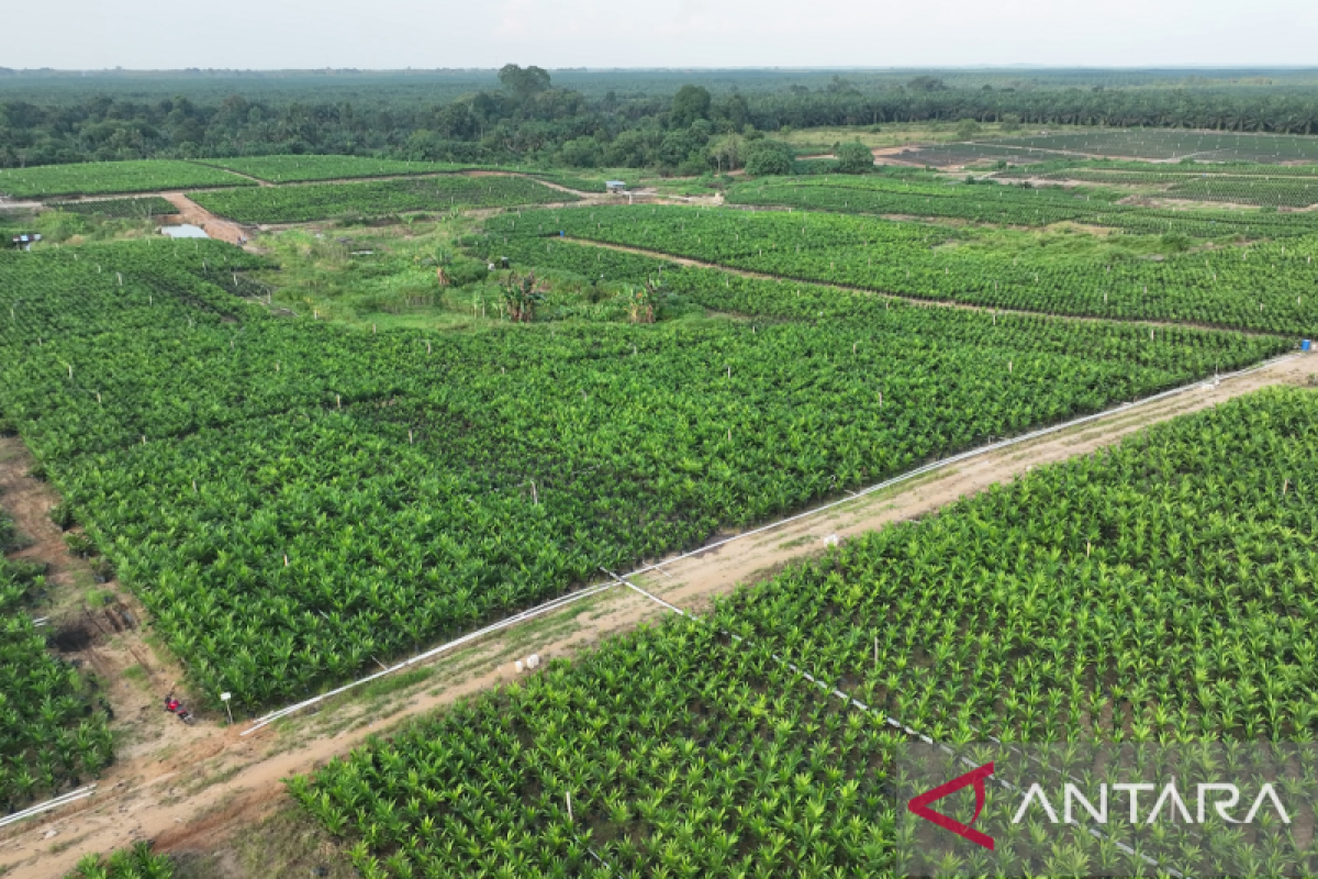 Akselerasi PSR, PTPN IV Regional III siapkan 800.000 bibit sawit unggul bersertifikat