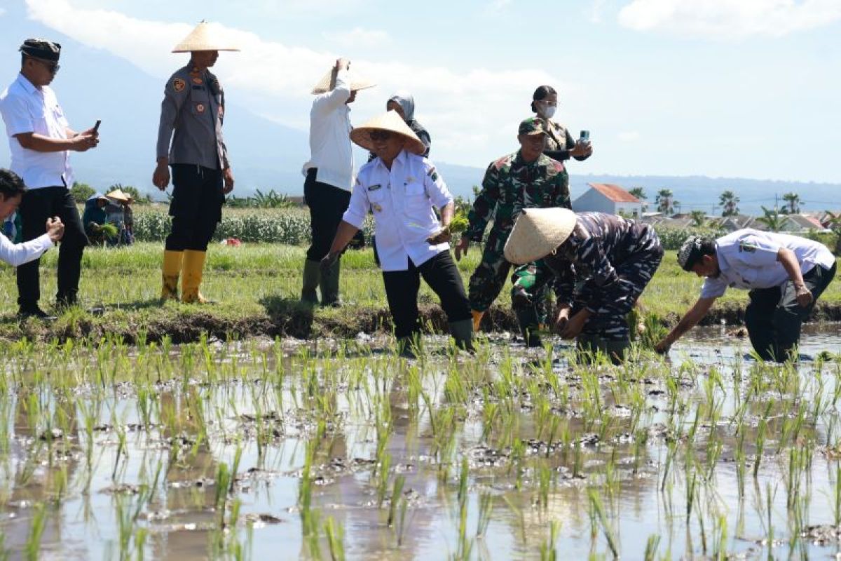 Pemkab Banyuwangi targetkan tanam padi 151.048 hektare tahun ini
