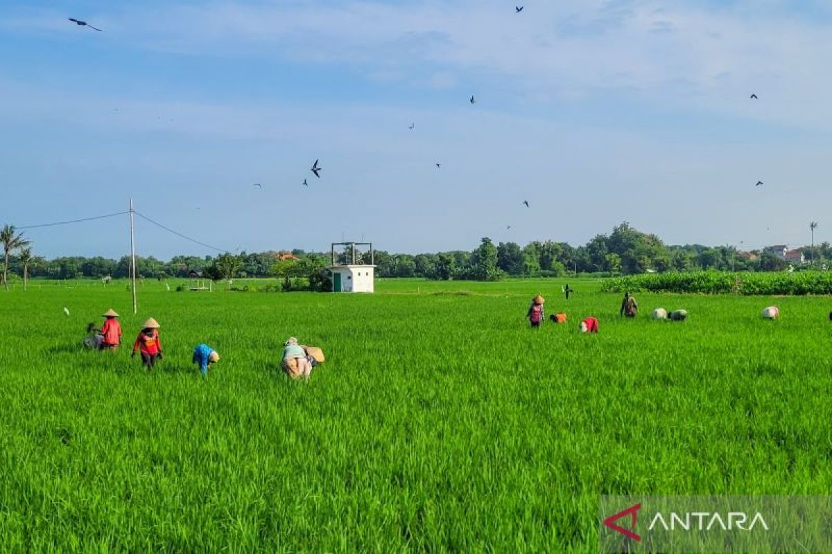 Serapan pupuk subsidi di Situbondo capai 20 persen dari alokasi