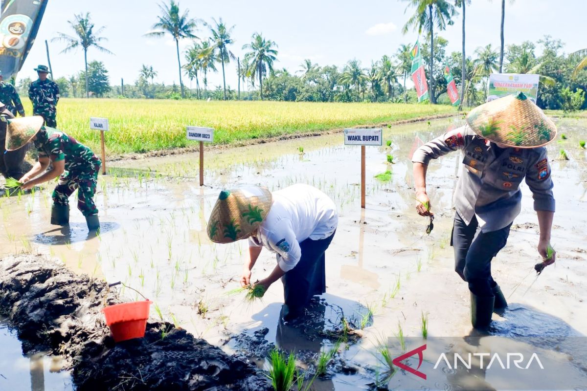 Pemkab Situbondo realisasikan tanam padi 24.352 hektare Januari-April