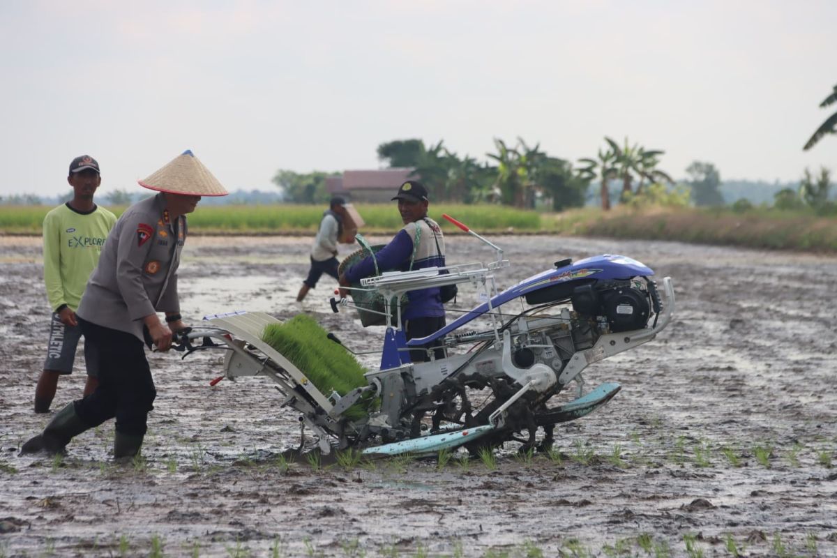 Kapolda tanam padi bersama Forkopimda Kalteng dukung ketahanan pangan
