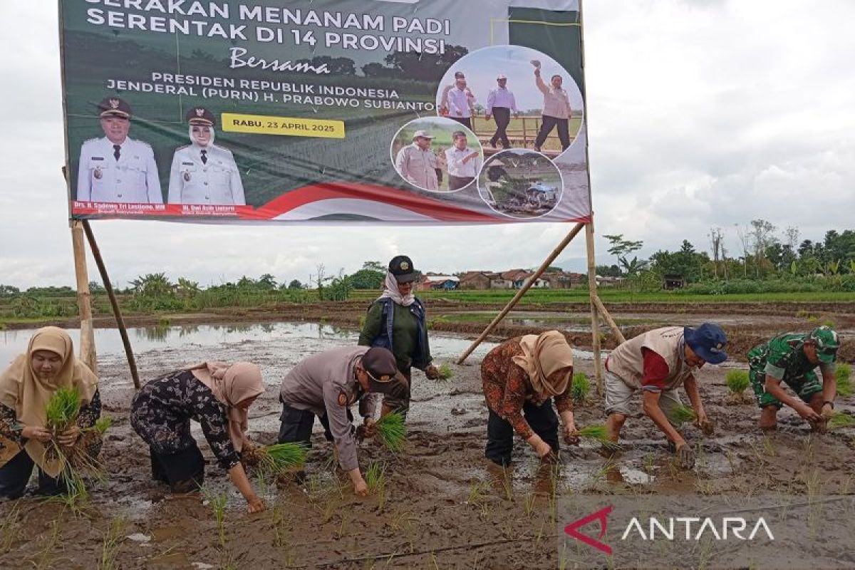Kabupaten Banyumas  dukung swasembada pangan via gerakan tanam serentak