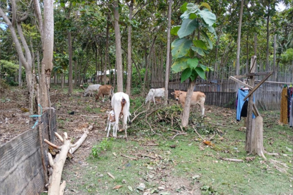 Jangan biarkan ternak berkeliaran di tempat umum