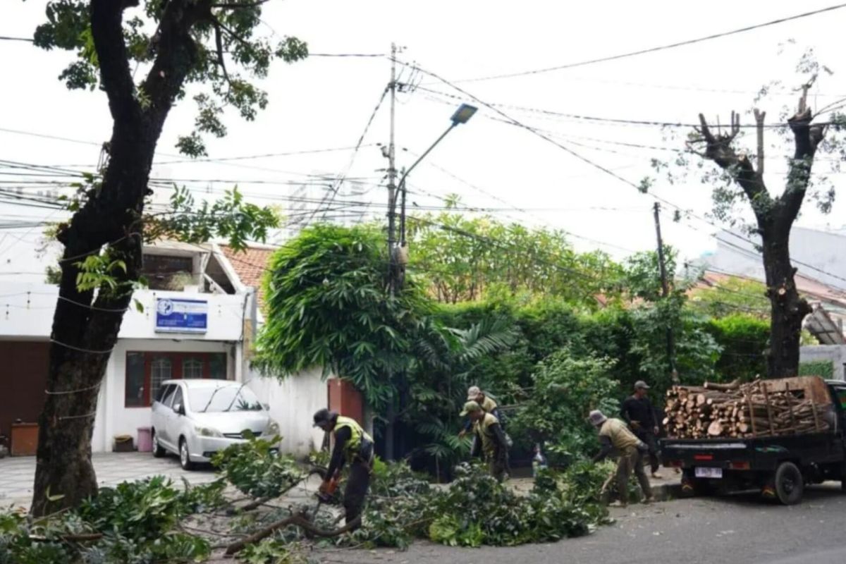 Di Jaksel ada "Rabu menoping" untuk cegah pohon tumbang