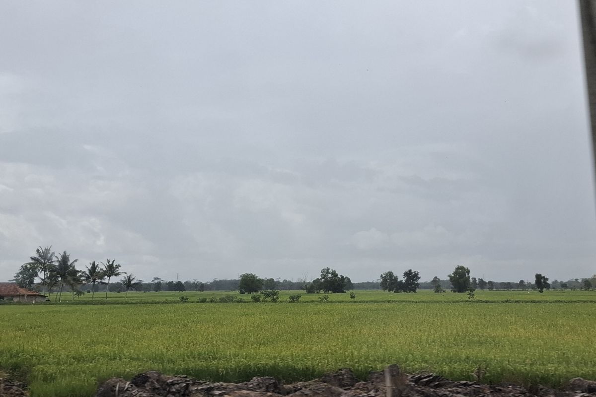 Lampung targetkan produksi padi capai 3,5 juta ton GKG di 2025