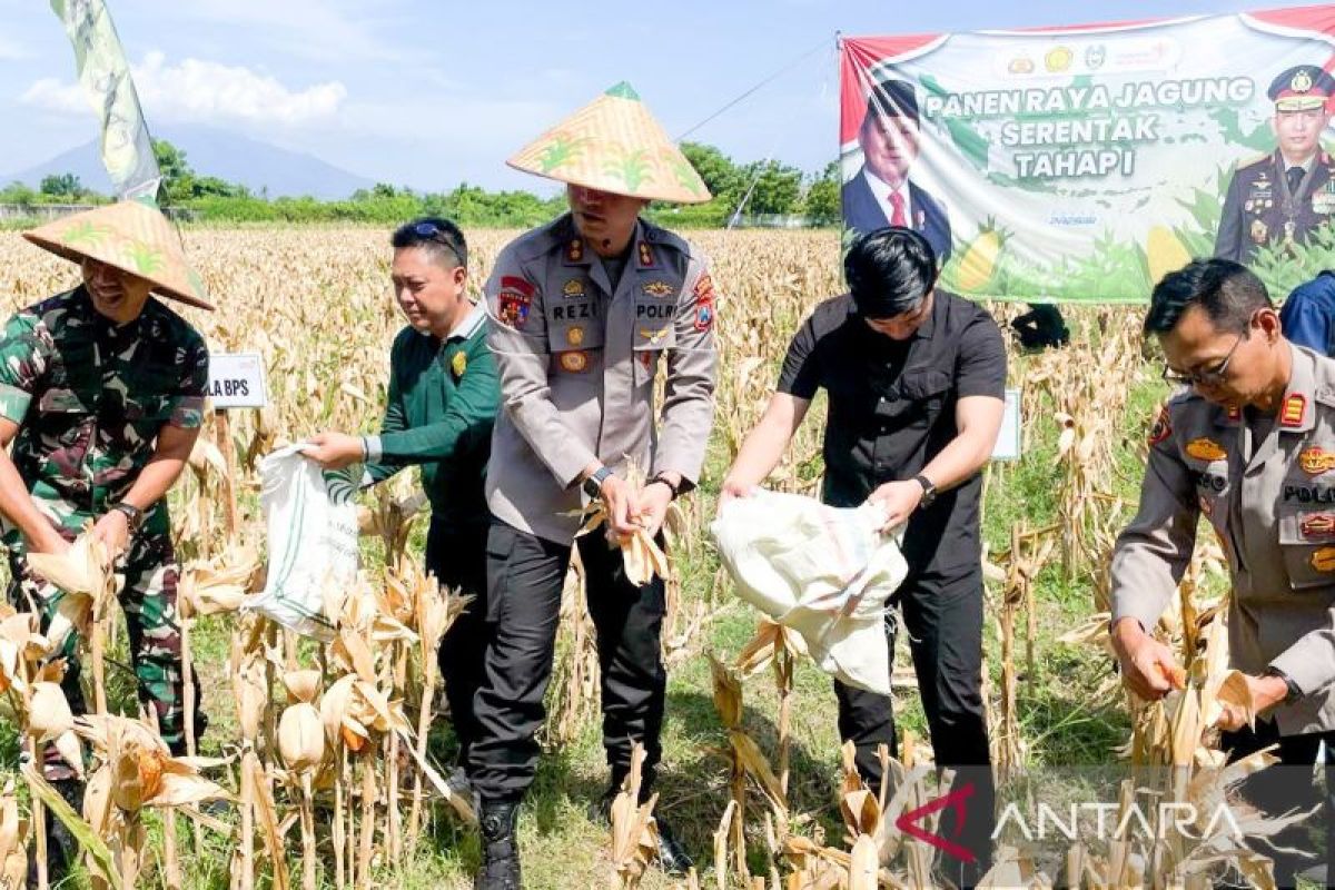 Pemkab Situbondo realisasikan 10.000 ha tanam jagung Januari-April