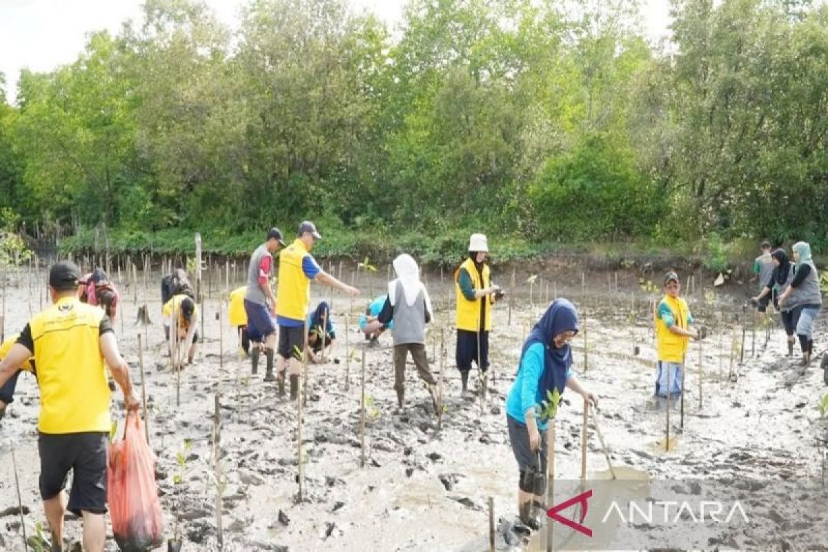 ULM involves community in mangrove conservation in Kotabaru