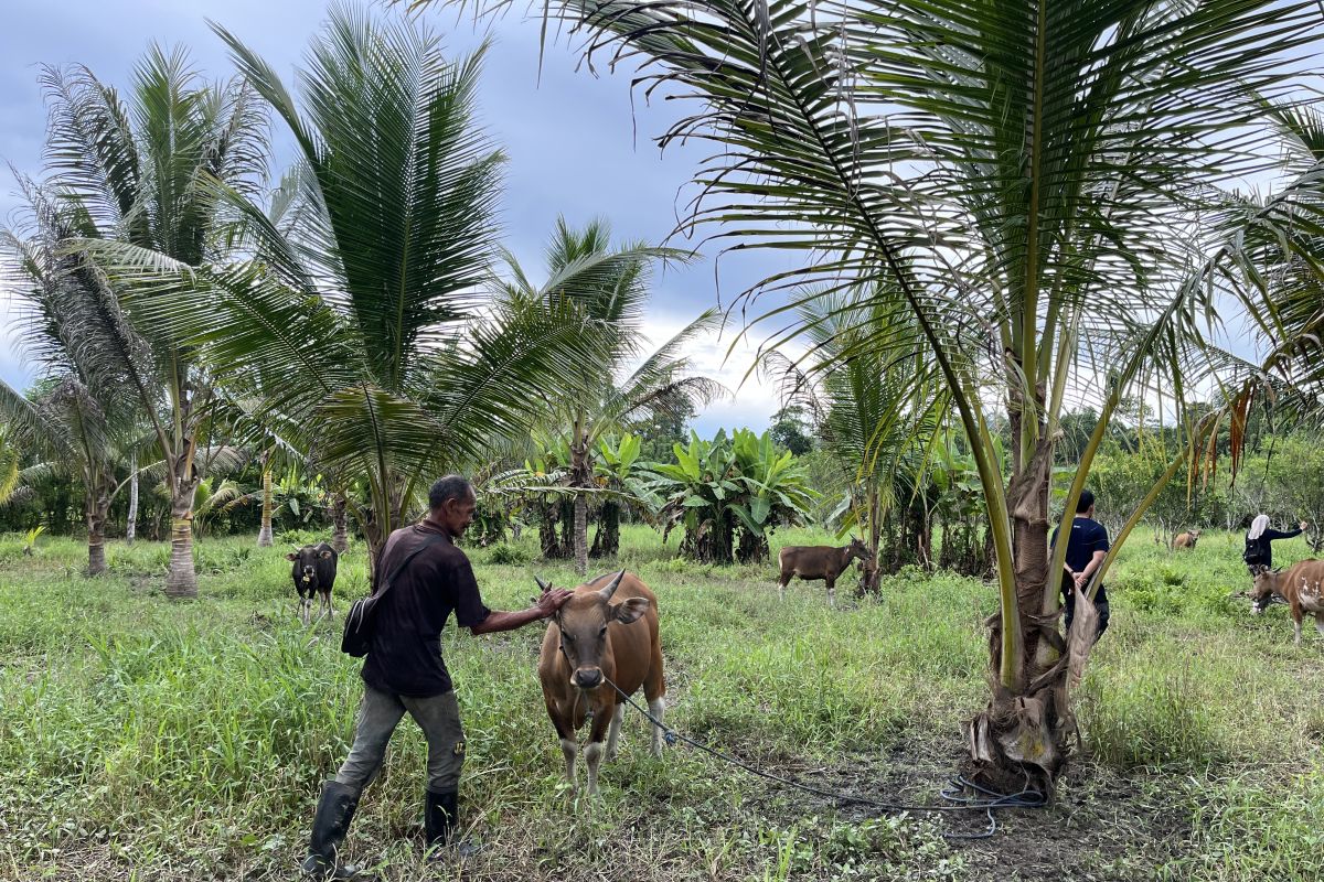 Kurban dari timur: Pemberdayaan peternak di daerah terpencil