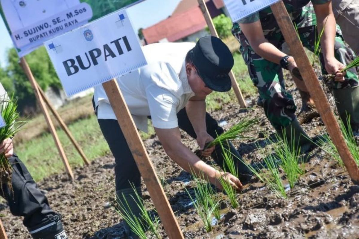 Kubu Raya bangkitkan kembali semangat lumbung padi daerah