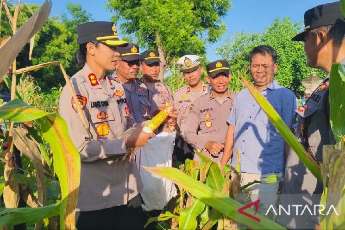 Polsek Gilimanuk dan warga panen jagung di 