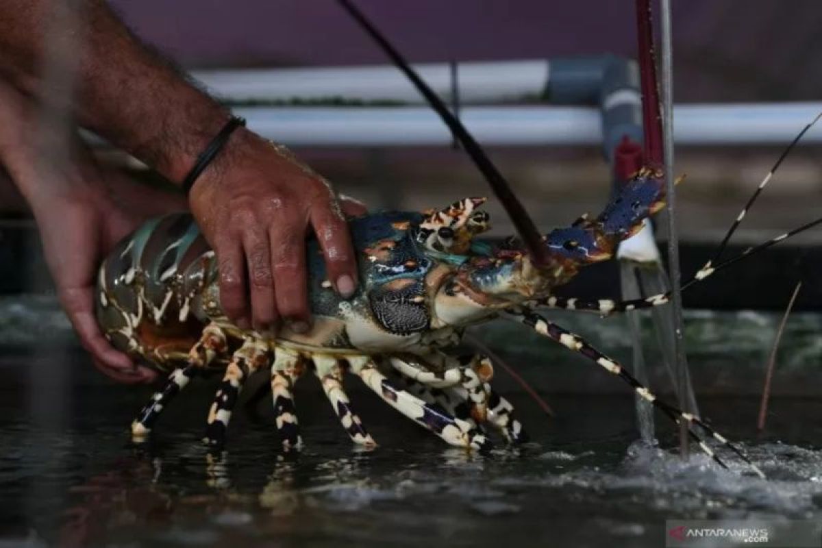 Pakar UGM sebut pengelolaan lobster di RI perlu kolaborasi lintas sektor