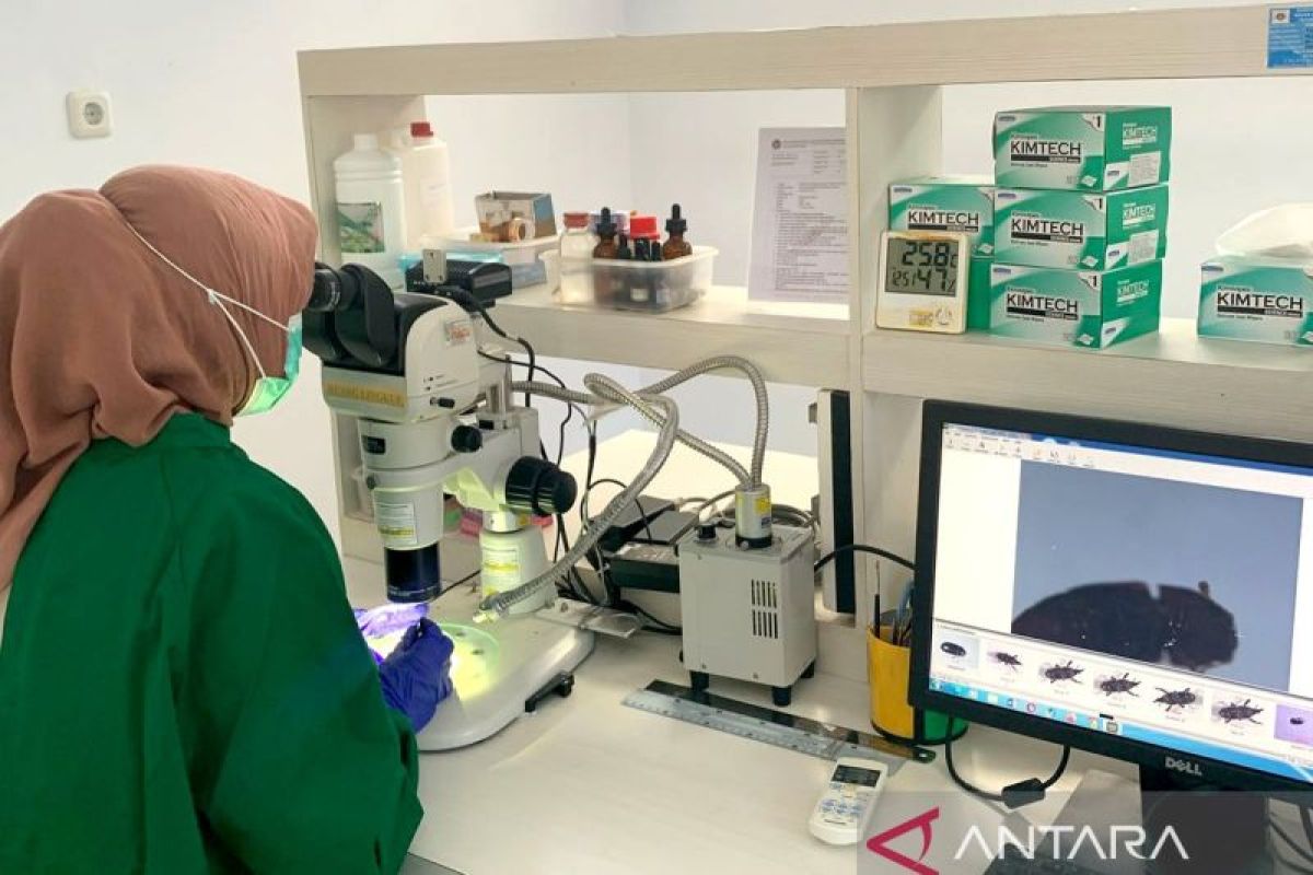 Biji kapuk Gorontalo kantongi sertifikasi karantina tumbuhan