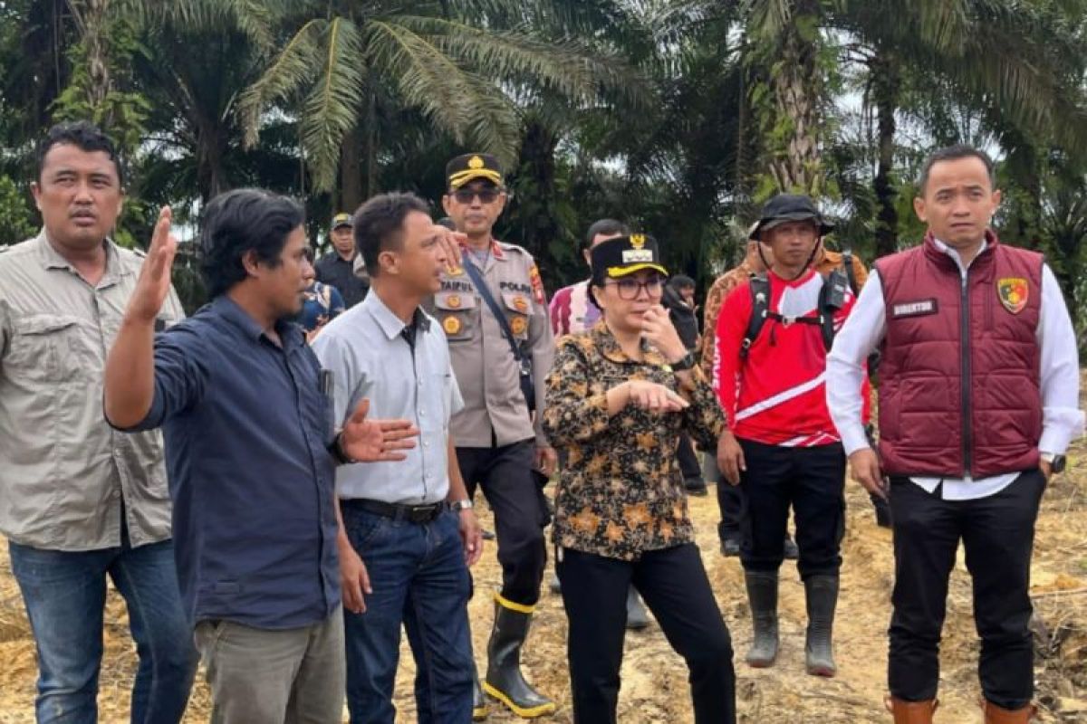 Bupati Landak tinjau lahan jagung PTPN IV Regional V