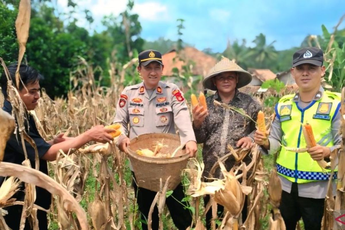 Polres OKU panen 4,5 ton jagung di lahan binaan Desa Martha Jaya