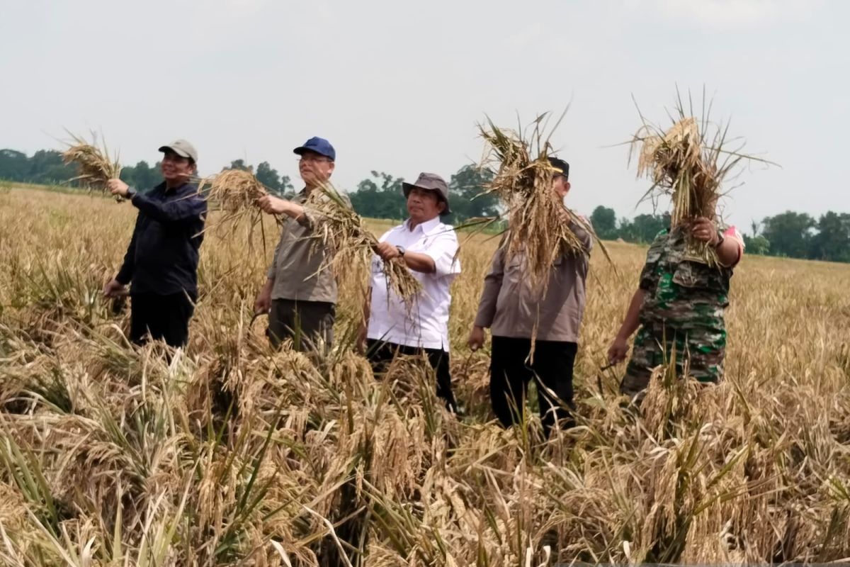 Utusan Presiden panen padi pertanian organik hewani di Karawang