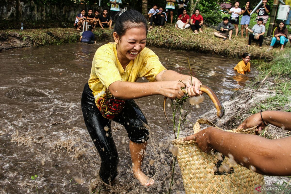 Belut itu ular atau ikan? Ini jawaban berdasarkan klasifikasinya