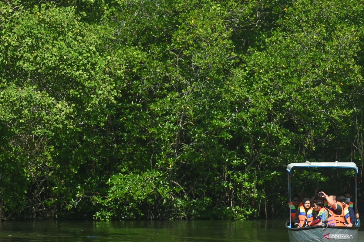 Indonesia's mangrove coverage rises to 3.46 million hectares
