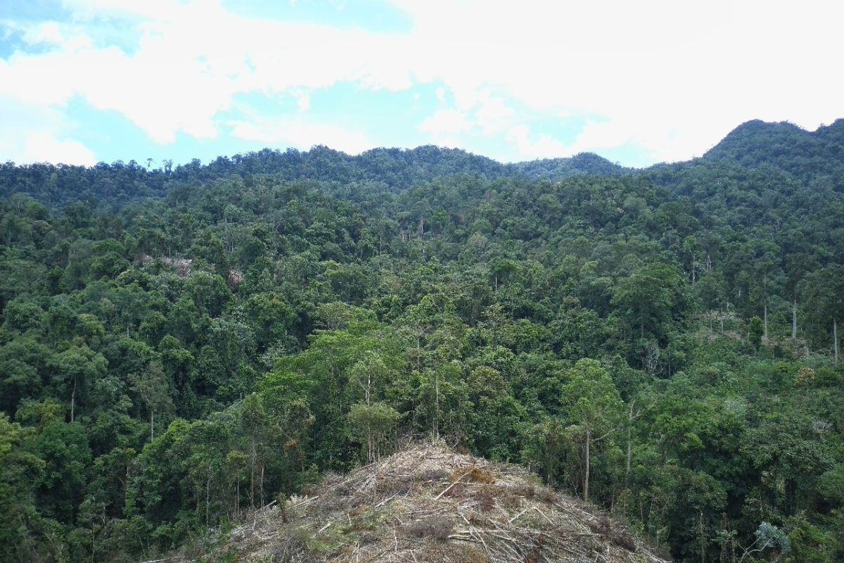 Genesis: 40.000 hektare lahan tumpang tindih di wilayah Folu Net Sink