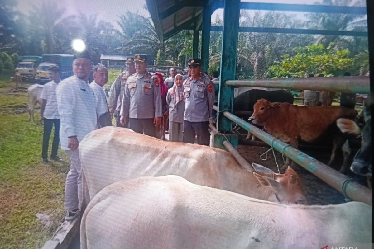 Pemkab Pasaman Barat perketat pengawasan lalu lintas hewan ternak