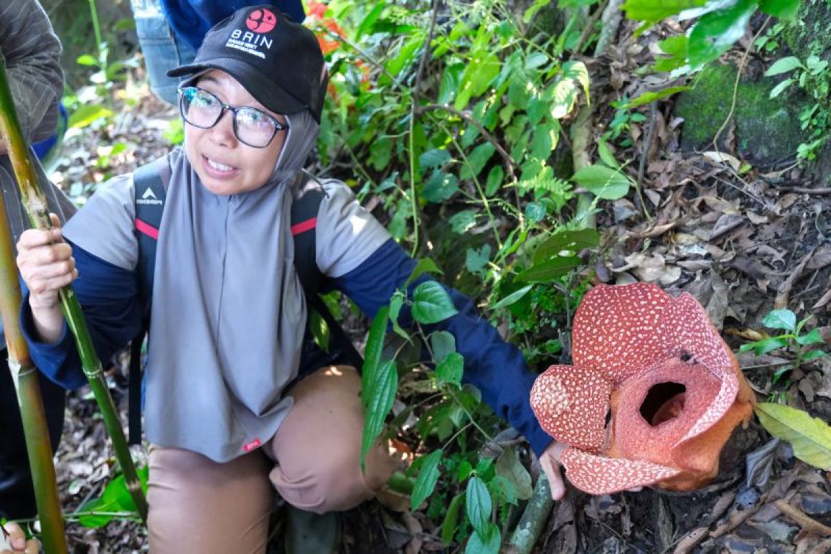 BRIN dorong masyarakat di Jatim turut aktif konservasi bunga bangkai