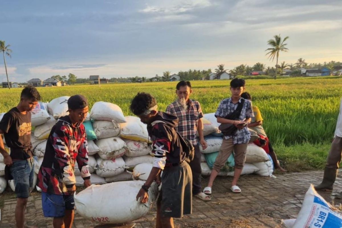Bulog Lebak-Pandeglang gencar serap gabah dari petani