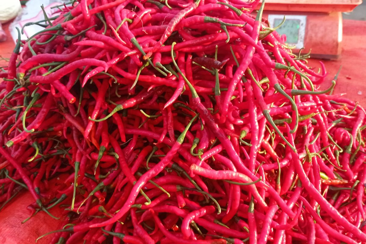 Harga cabai di wilayah Lebak turun hingga Rp 8.000 per kg