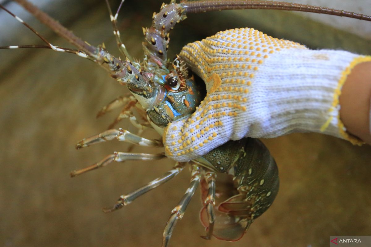 Indonesia launches first lobster harvest to boost blue economy